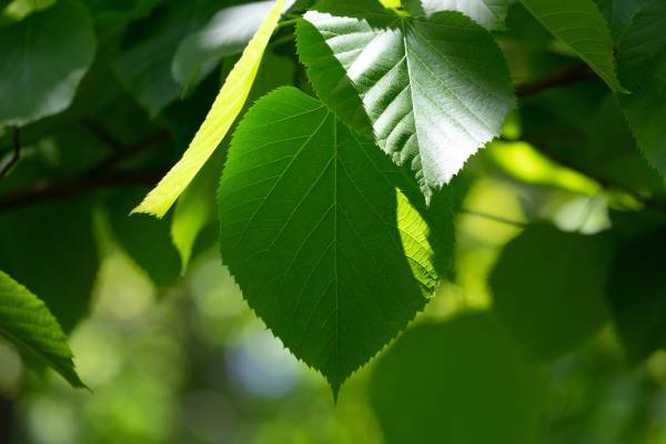 Heart shaped leaves also referred to as cordiform or cordate shaped leaves Tree With Heart Shaped Leaves