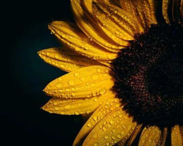 How Much Water Do Sunflowers Need