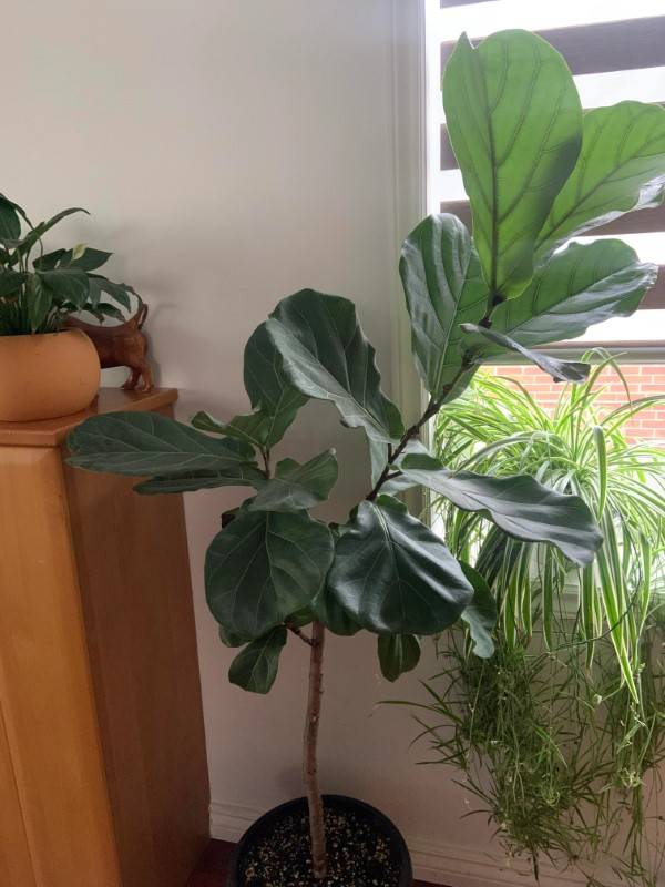 How To Fix A Leaning Fiddle Leaf Fig 2