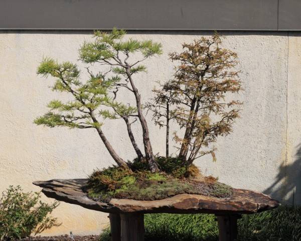 How To Grow Bonsai Forest 2