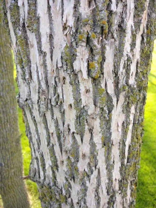 How To Tell If A Tree Is Dead 1