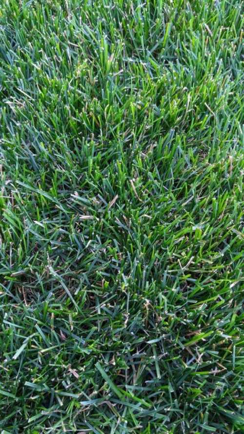 How To Tell If Grass Is Overwatered
