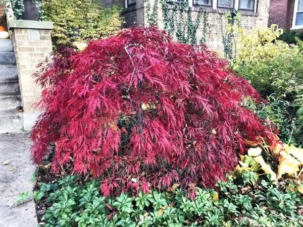 How To Transplant A Japanese Maple 2