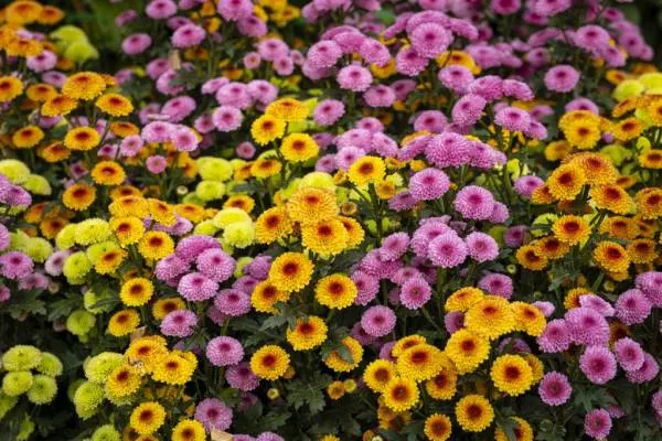 Blooming Mums How do I revive my mums why are my mums dying