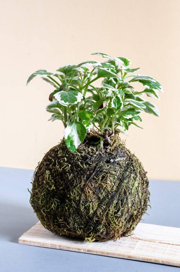 How to Care for a Kokedama Plant