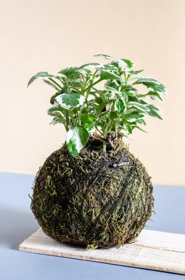 How to Care for a Kokedama Plant