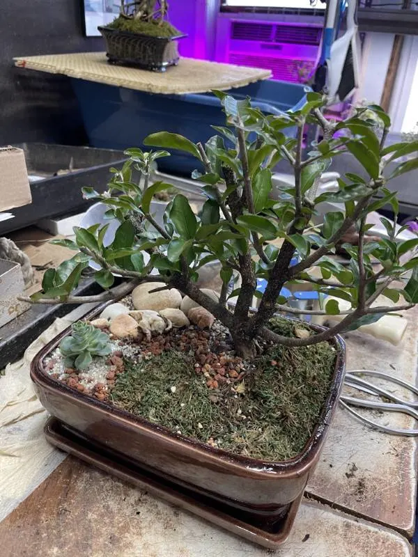 How to Get Rid of Bugs on Bonsai Tree 3