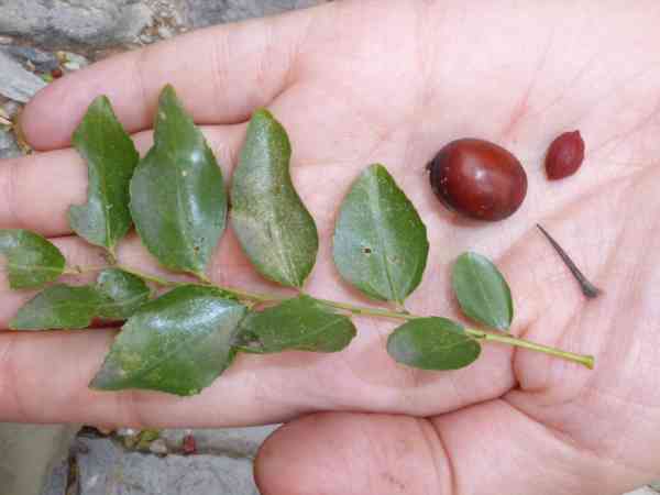 How to Grow Jujube from Seed