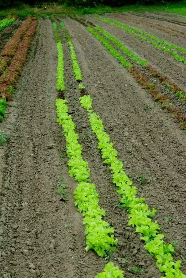 How to Make Rows in a Garden with a Tractor 2