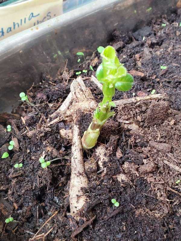 How to Pre Sprout Dahlia Tubers 2