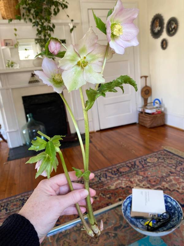 How to Propagate Hellebores