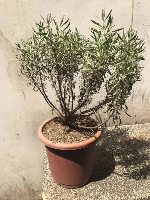 How to Transplant Lavender 2