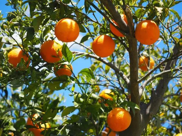 How to Trim an Orange Tree 2