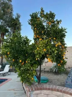 How to Trim an Orange Tree