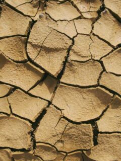 How to fix large cracks in clay soil