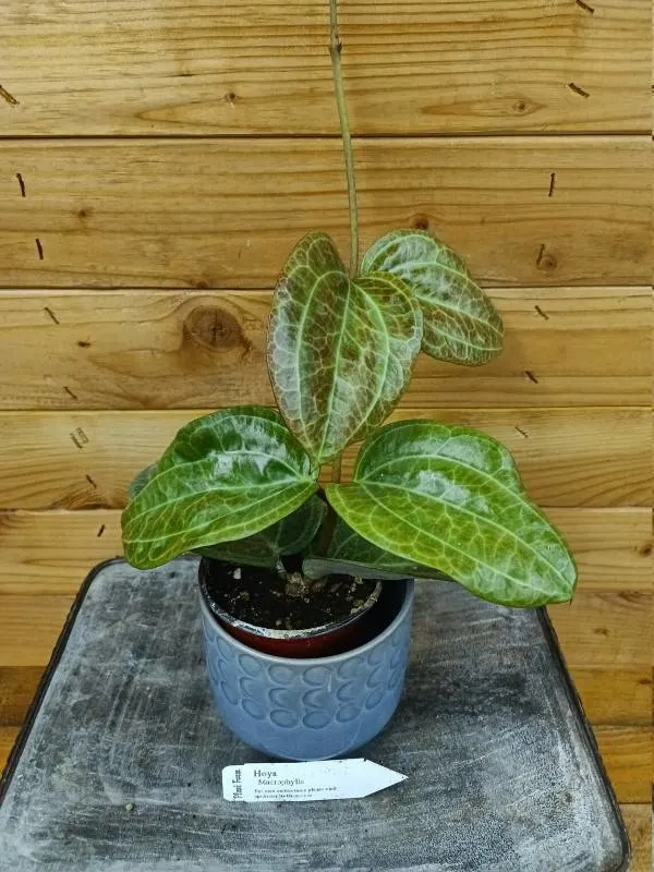 Hoya Macrophylla