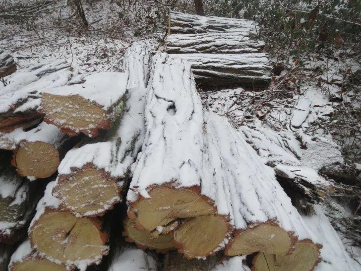 Is locust good firewood Robinia pseudoacacia