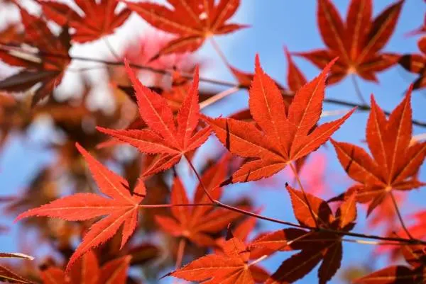 Japanese Maple red leaves. Japanese Indoor Plants