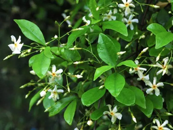 Japanese star jasmine Gardenia Vs Jasmine