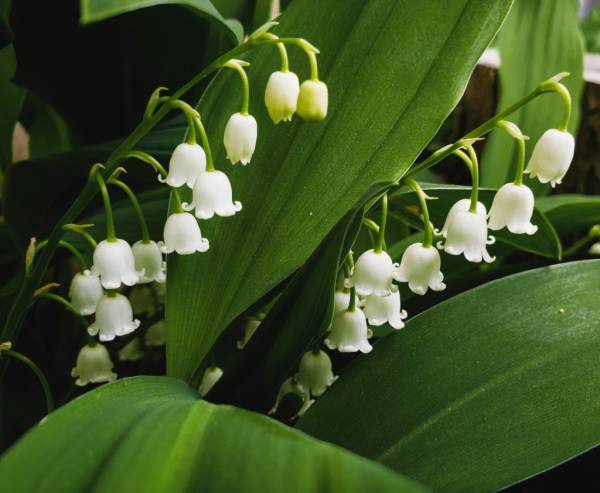 Late spring is filled with the wonderful scent of lily of the valley—poisonous plants to avoid in your garden