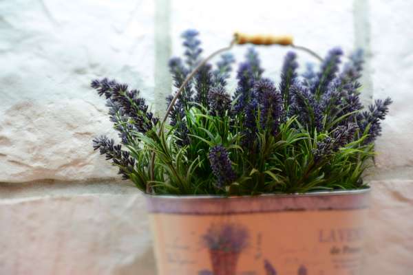Lavender Best Oregano Companion Plants