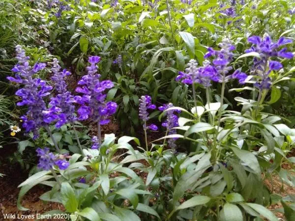 Lavender Why Are Flowers Important To Plants