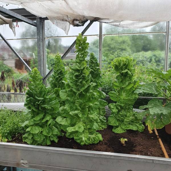 Lettuce looking like christmas trees—why is my lettuce growing tall