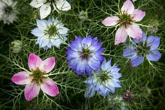 Love in a Mist Nigella or Nigella Damascena Easy Annual Flowers To Grow From Seed