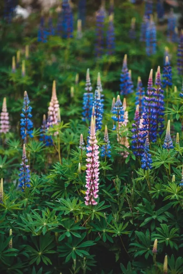 Lupins Best Flowers for Vegetable Gardens