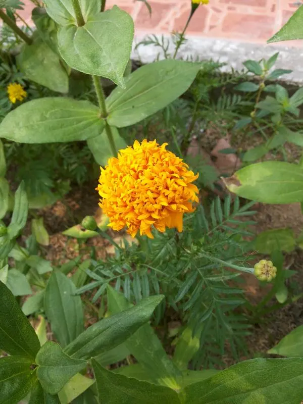 Marigold Companion Plants for Cantaloupe