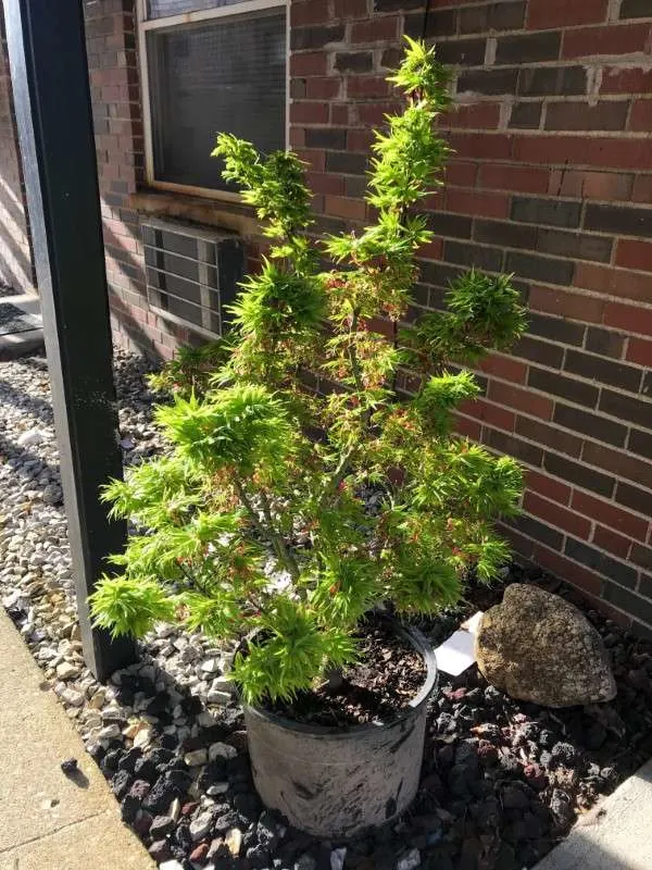 Mikawa Yatsubusa Japanese Maple 2