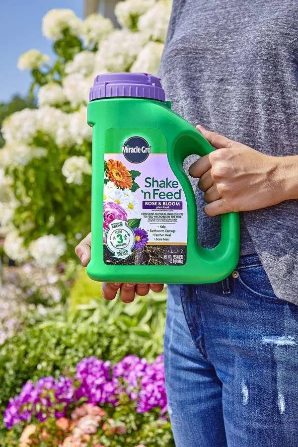 Miracle Gro Shake N Feed Rose Bloom Plant Food Best Fertilizer for Bougainvillea