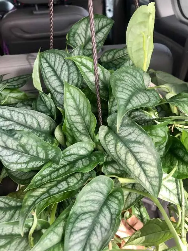 Monstera Siltepecana Monstera Siltepecana vs Monstera Peru