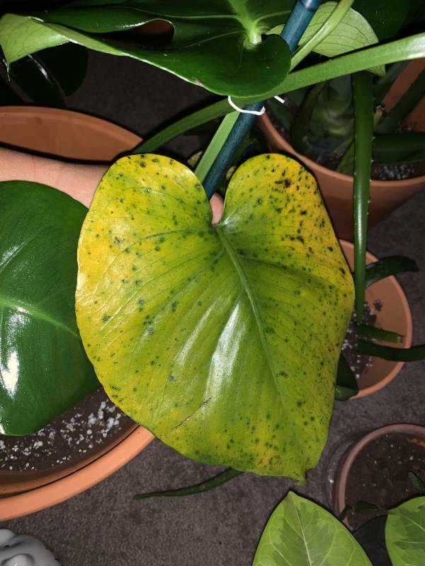 Monstera leaves turning yellow with dark green or brown spots