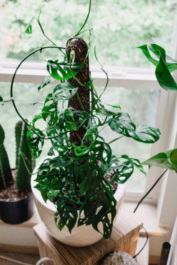 Monstera staked on a moss pole. How to stake a monstera