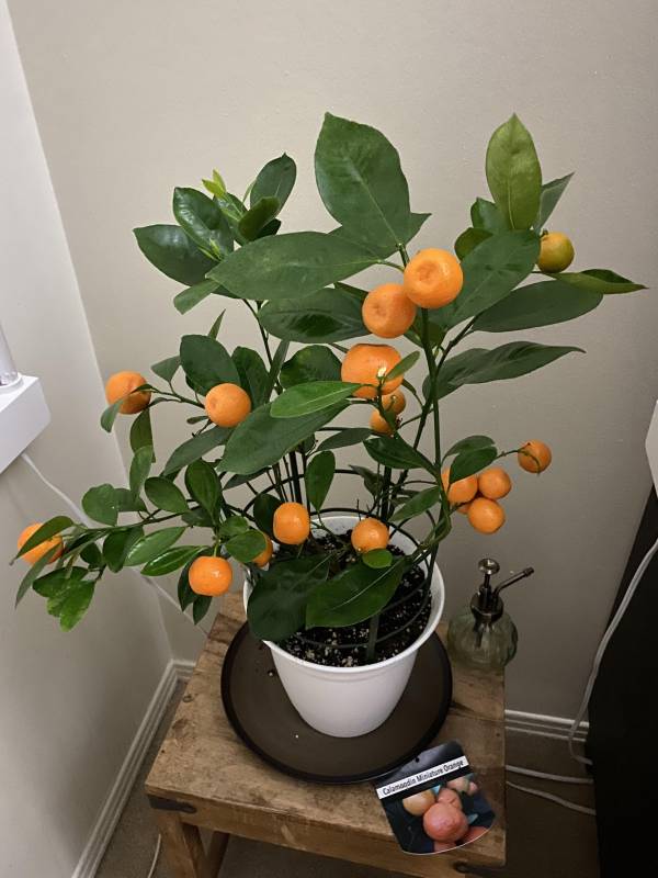 My little orange tree