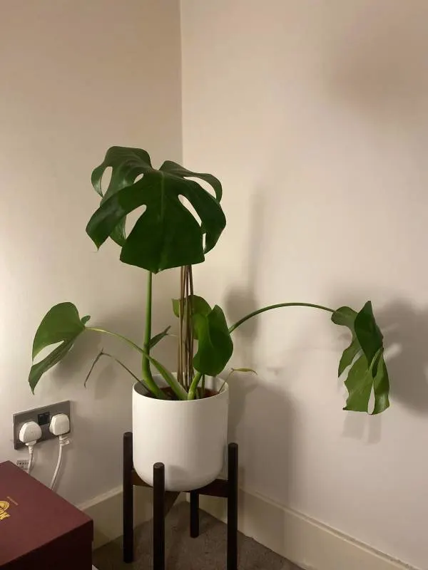 My monstera is looking really droopy and floppy
