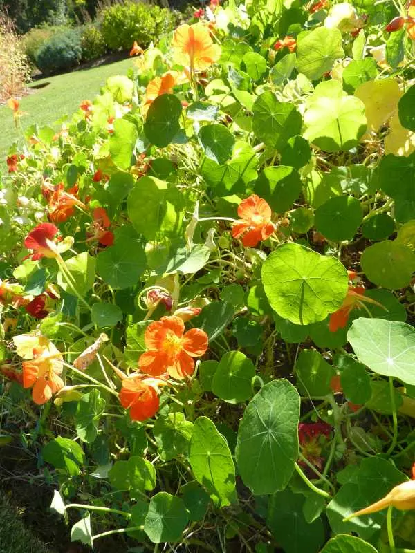 Nasturtium Companion Plant Beans