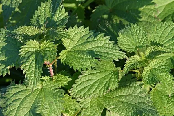 Burn Nettle Nature Urticaceae Stinging Nettles