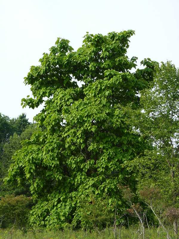 Northern Catalpa Tree Tree With Heart Shaped Leaves