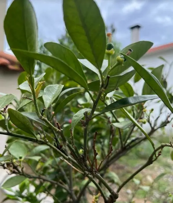 Orange tree refuses for 2 years straight to produce new leaves