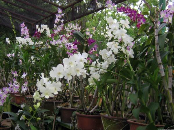Orchids Easy Houseplants for Beginners