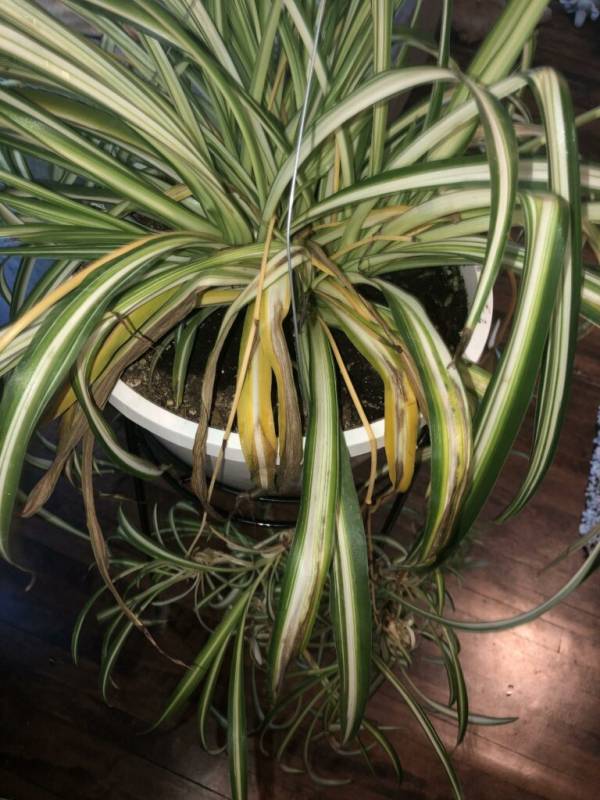 Pale and limp spider plant—why is my spider plant pale and limp