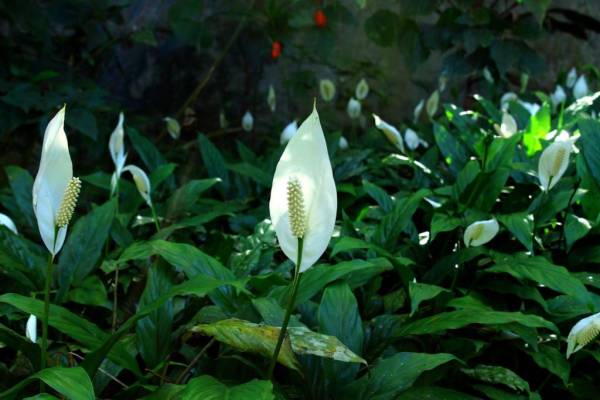 Peace Lily flower. Japanese Indoor Plants