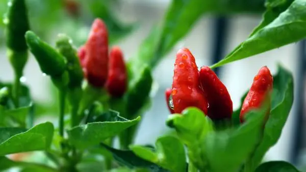 Peppers Worst Companion Plants for Peas