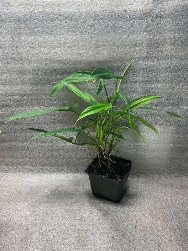 Philodendron Tripartitum 2