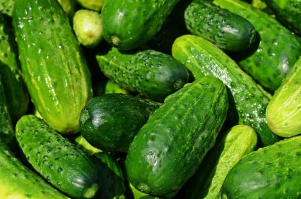 Picture of green cucumbers—how to grow green garden cucumbers