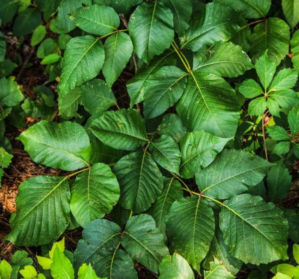 Poison ivy leaves—poisonous plants to avoid in your garden