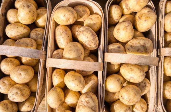 Potatoes in buckets—indoor plants for city gardeners