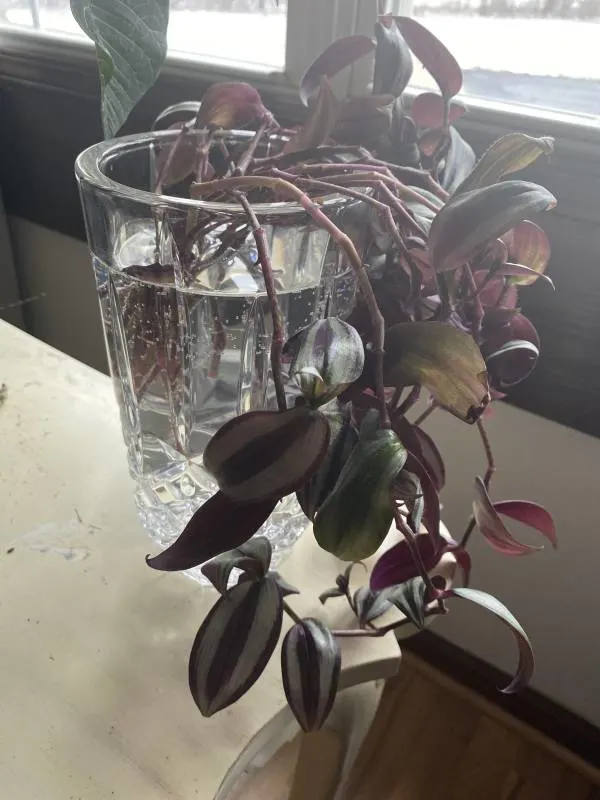 Propagating Wandering Jew